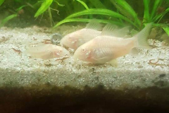 Albino1
