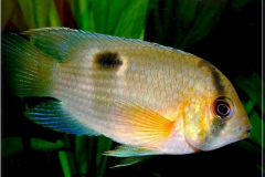 Cleitharacara-maronii
