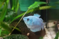 Fadenfisch