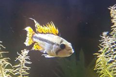 Fischi1