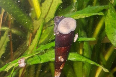 Teufelsschnecke
